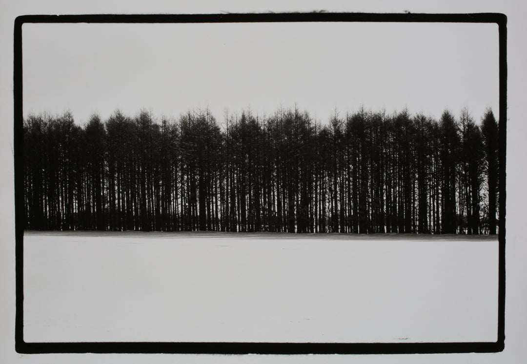 Line of Tree Snow