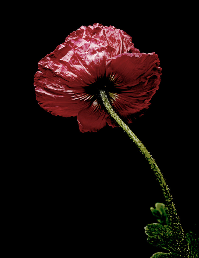 Fleur 5