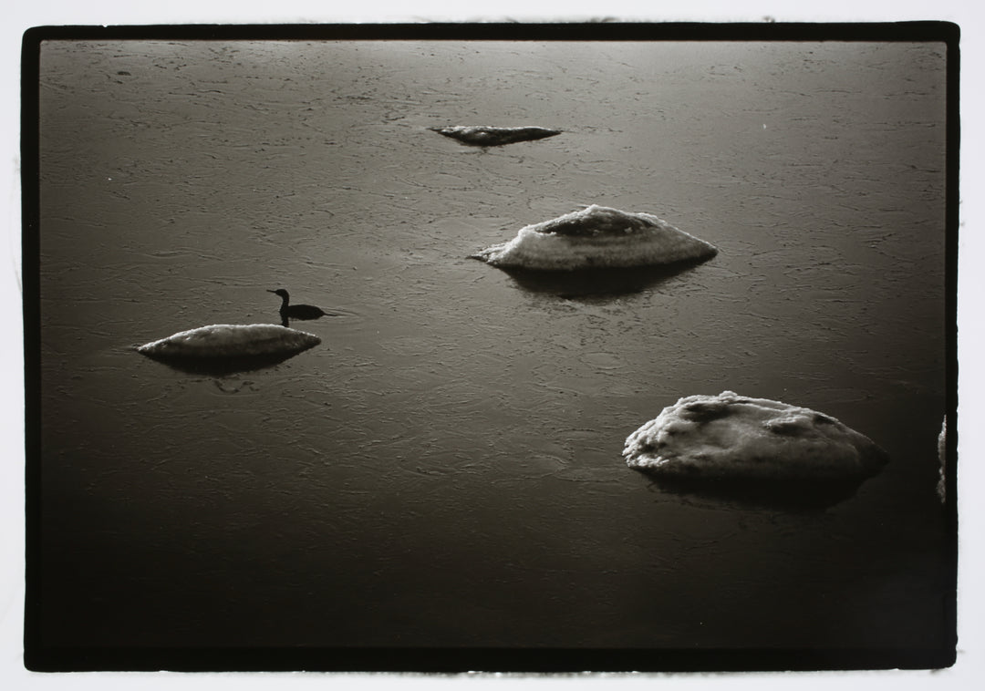 Floating Ice with Duck