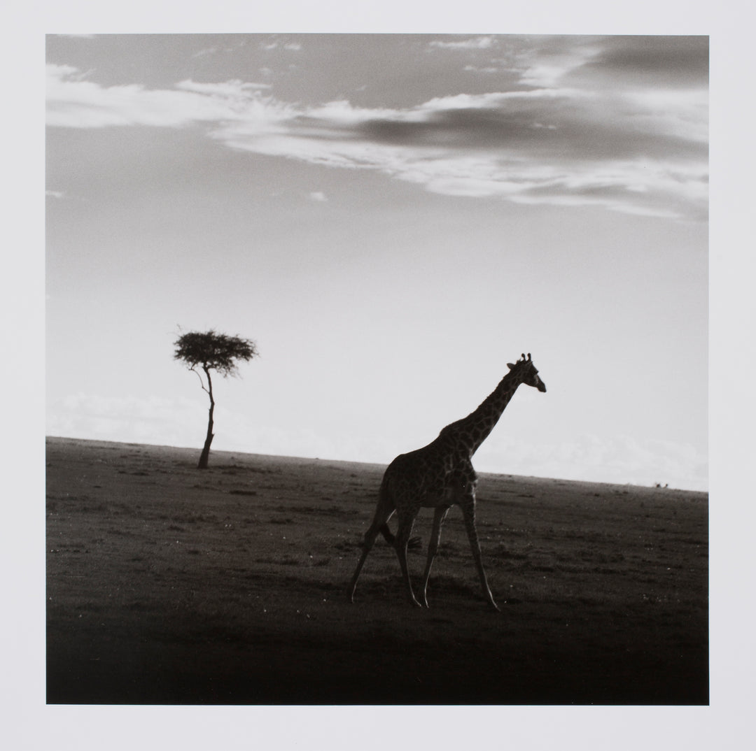 Tree and Giraffe