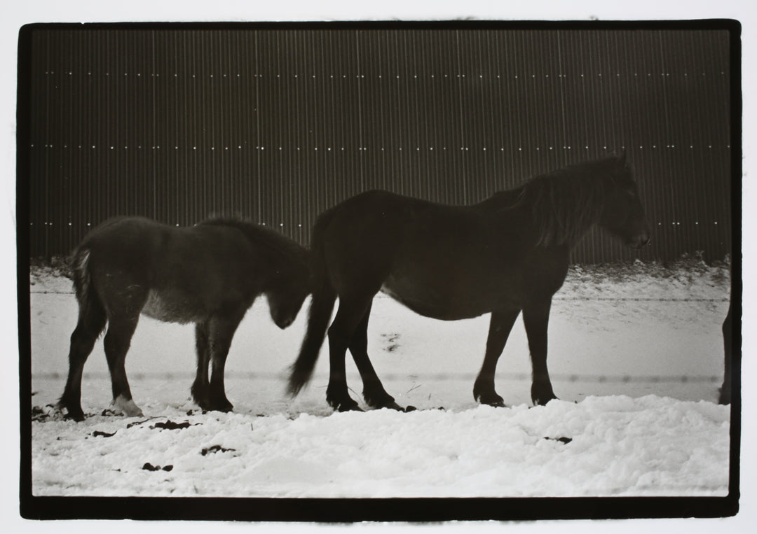 Horse with Foal