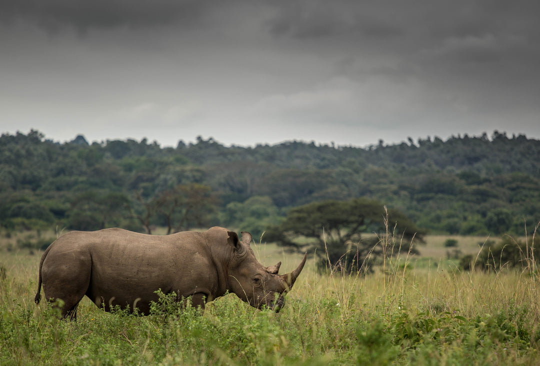 Kenya
