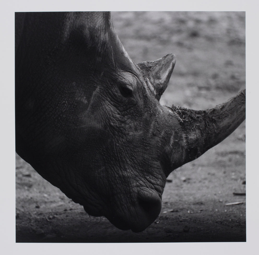 Rhinoceros Close-Up
