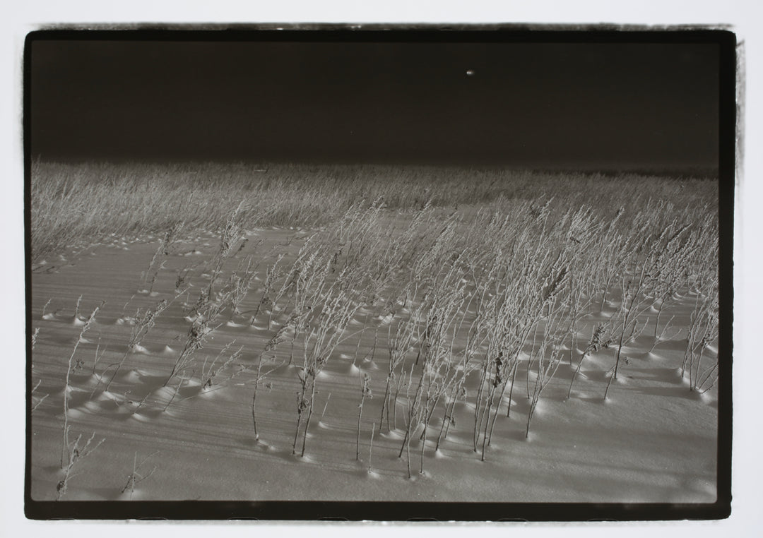 Snowcovered Stalks