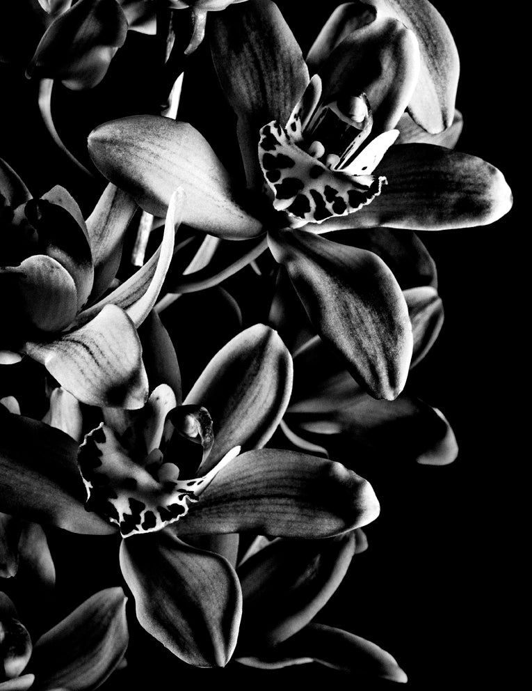 The Black Orchid 1