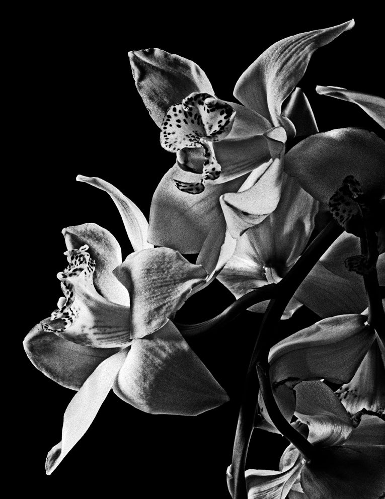 The Black Orchid 2