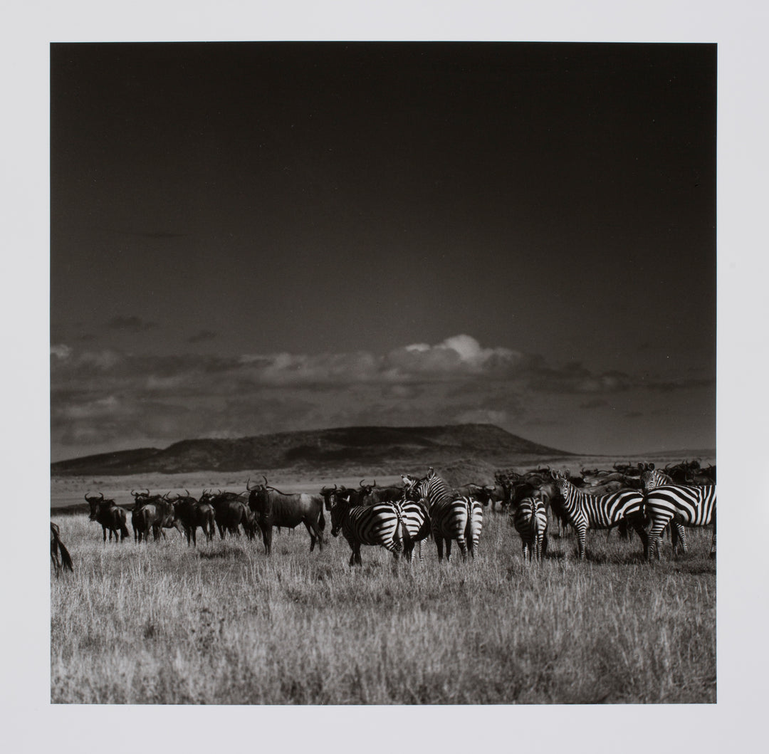 Wildebeasts & Zebras