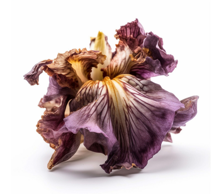 Iris III