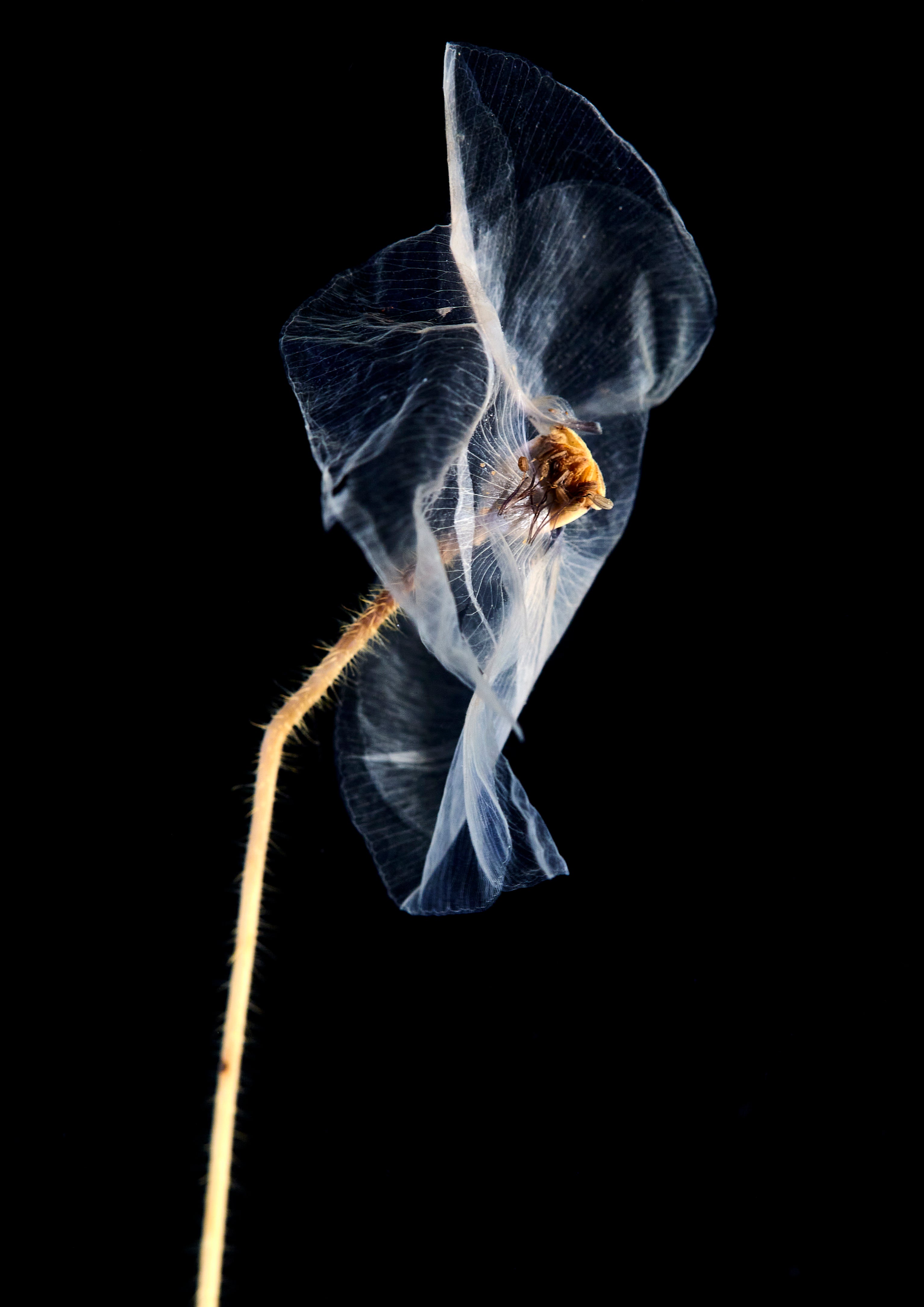 Study of a Poppy – SOLÈNE