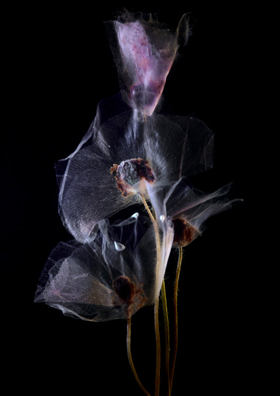Study of four Poppies